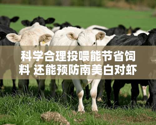 科学合理投喂能节省饲料 还能预防南美白对虾病害