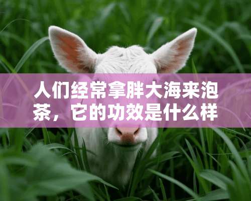 人们经常拿胖大海来泡茶，它的功效是什么样的？