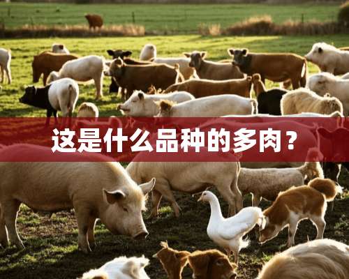 这是什么品种的多肉？