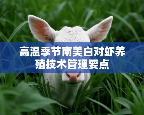 高温季节南美白对虾养殖技术管理要点