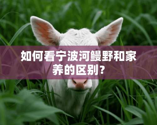 如何看宁波河鳗野和家养的区别？