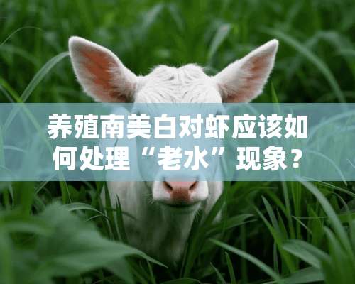 养殖南美白对虾应该如何处理“老水”现象？