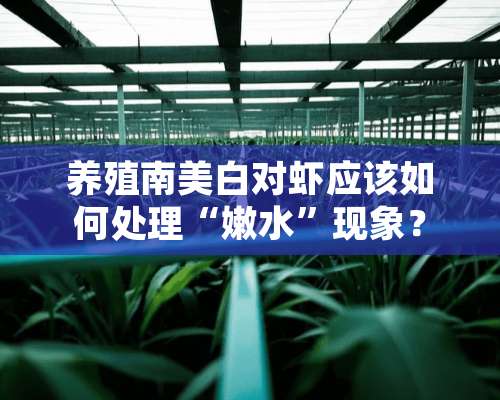 养殖南美白对虾应该如何处理“嫩水”现象？