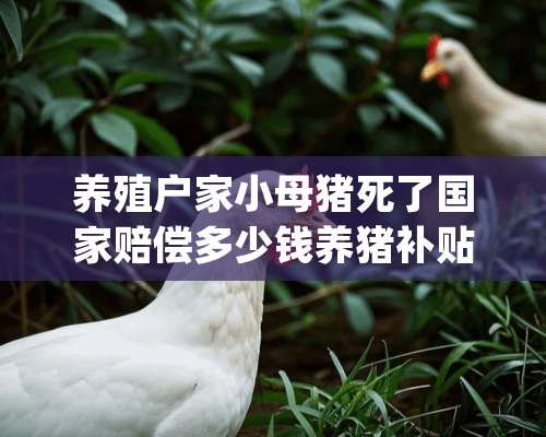 养殖户家小母猪死了国家赔偿多少钱养猪补贴政策规定 1．能繁母猪饲养补贴：今年每头补助50元。     2．实行生猪保险补贴：饲养优质能繁母猪每头每年交保费60元，其中财政每头承担48元、养殖户承担12元，保额为1000元；饲养商品猪每头每年交保费10元，其中财政每头承担7元、养殖户承担3元，保额为400元。     3．标准化规模养殖场(小区)建设补贴：   年出栏300-499头养殖场(小区)，每个场平均补助10万元；   年出栏500-999头养殖场(小区)，每个场平均补助25万元；   年