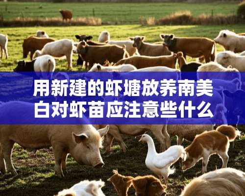 用新建的虾塘放养南美白对虾苗应注意些什么？