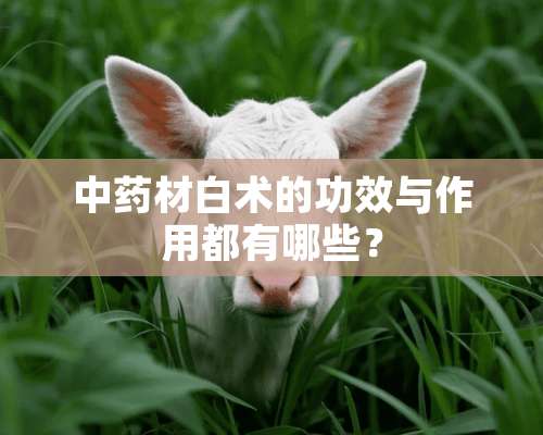 中药材白术的功效与作用都有哪些？