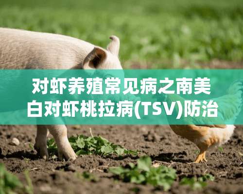 对虾养殖常见病之南美白对虾桃拉病(TSV)防治技术