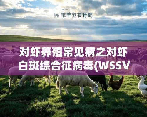 对虾养殖常见病之对虾白斑综合征**(WSSV)防治技术