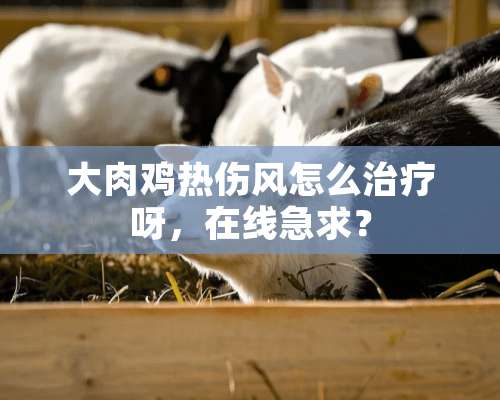 大肉鸡热伤风怎么治疗呀，在线急求？