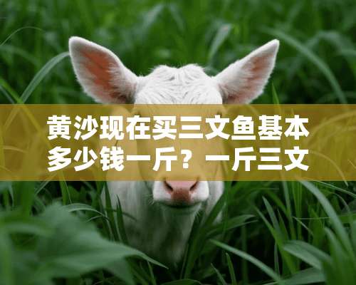 黄沙现在买三文鱼基本多少钱一斤？一斤三文鱼大概可以切多少片？谢谢