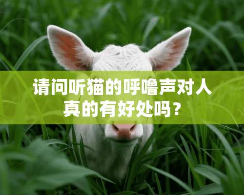 请问听猫的呼噜声对人真的有好处吗？