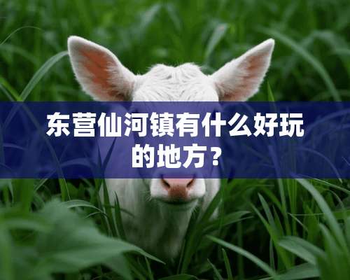 东营仙河镇有什么好玩的地方？