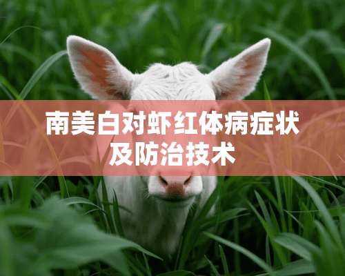 南美白对虾红体病症状及防治技术