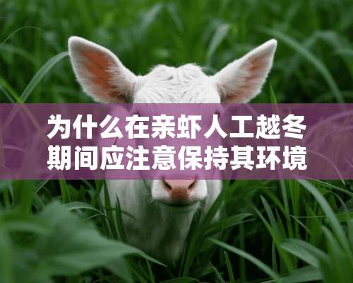 为什么在亲虾人工越冬期间应注意保持其环境的相对稳定，怎样才能做到？