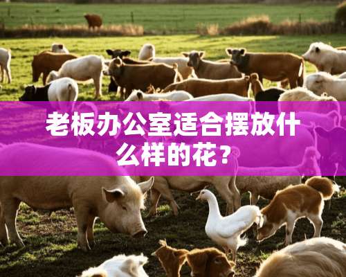 老板办公室适合摆放什么样的花？