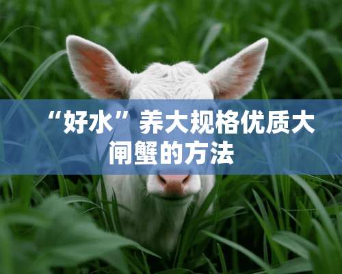 “好水”养大规格优质大闸蟹的方法