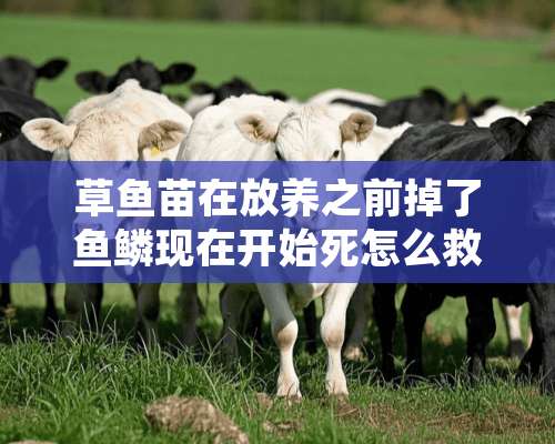 草鱼苗在放养之前掉了鱼鳞现在开始死怎么救治