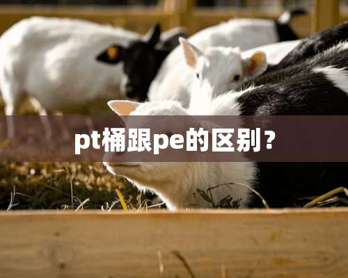 pt桶跟pe的区别？