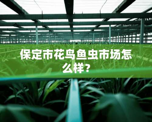 保定市花鸟鱼虫市场怎么样？