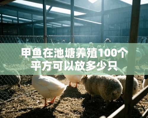 甲鱼在池塘养殖100个平方可以放多少只