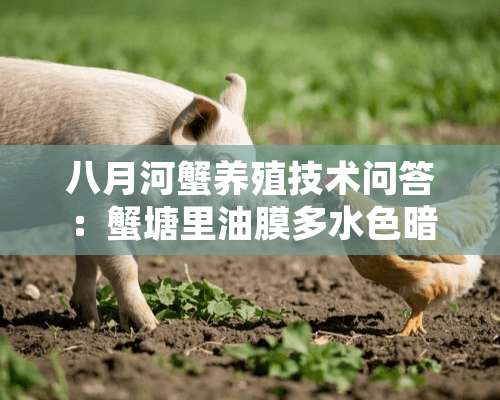 八月河蟹养殖技术问答：蟹塘里油膜多水色暗的处理方法