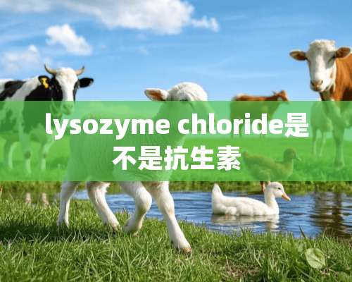 lysozyme chloride是不是抗生素