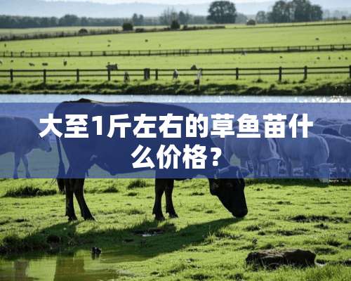 大至1斤左右的草鱼苗什么价格？