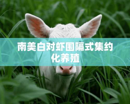 南美白对虾围隔式集约化养殖