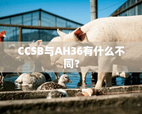 CCSB与AH36有什么不同？