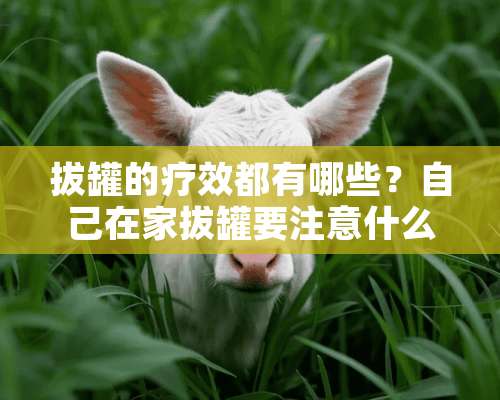 拔罐的疗效都有哪些？自己在家拔罐要注意什么呢？