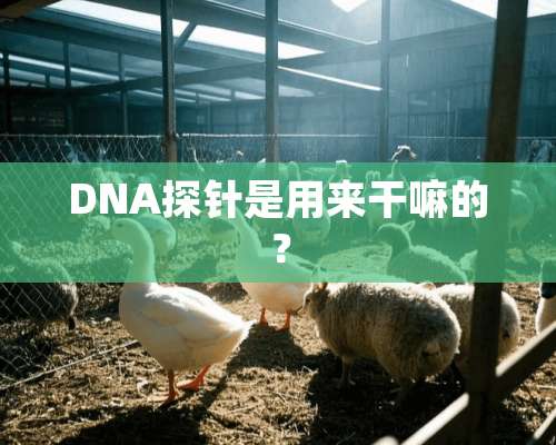 DNA探针是用来干嘛的？