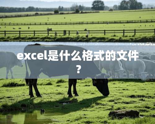 excel是什么格式的文件？