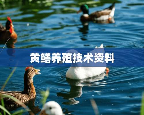 黄鳝养殖技术资料