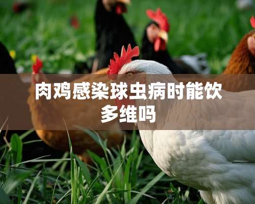 肉鸡感染球虫病时能饮**吗