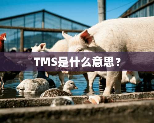 TMS是什么意思？