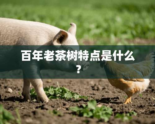 百年老茶树特点是什么？