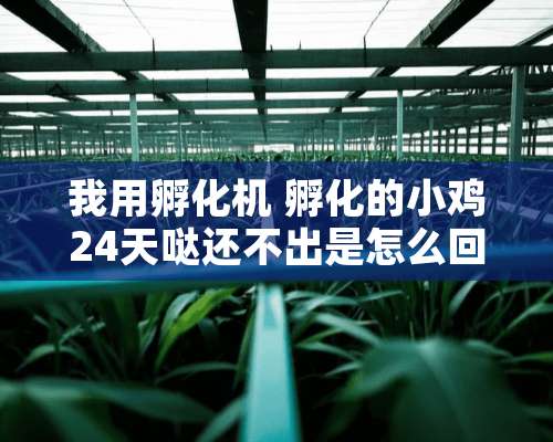 我用孵化机 孵化的小鸡24天哒还不出是怎么回事