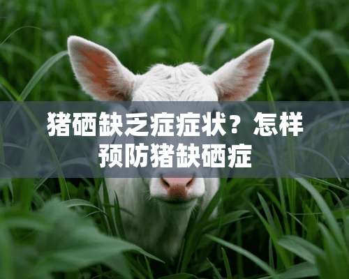 猪硒缺乏症症状？怎样预防猪缺硒症