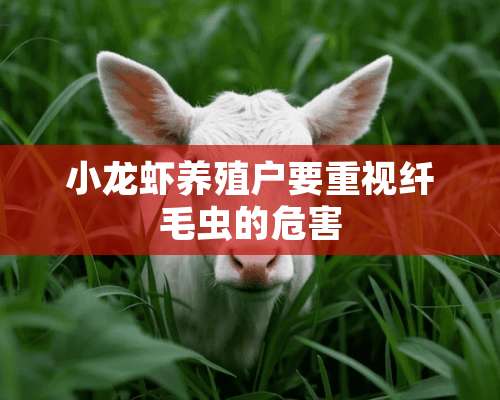 小龙虾养殖户要重视纤毛虫的危害