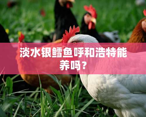 淡水银鳕鱼呼和浩特能养吗？