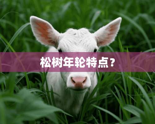 松树年轮特点？