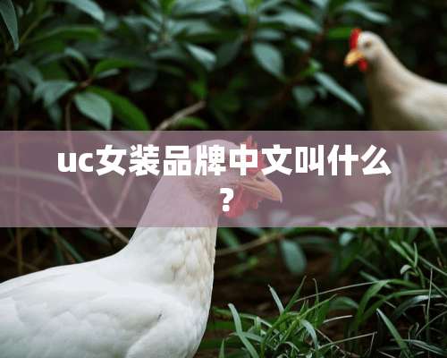 uc女装品牌中文叫什么？