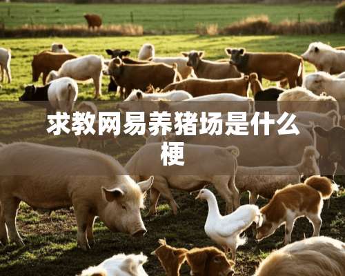 求教网易养猪场是什么梗