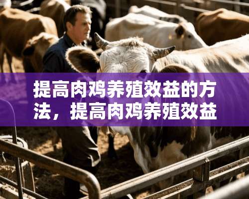 提高肉鸡养殖效益的方法，提高肉鸡养殖效益的关键点