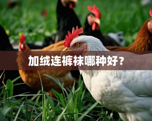 加绒连**哪种好？