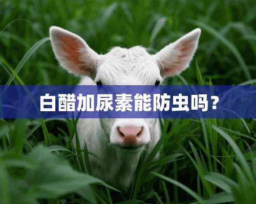 白醋加尿素能防虫吗？