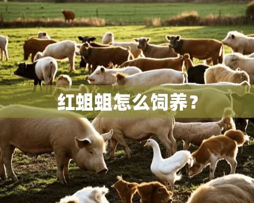 红蛆蛆怎么饲养？