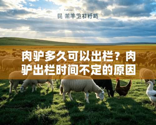 肉驴多久可以出栏？肉驴出栏时间不定的原因