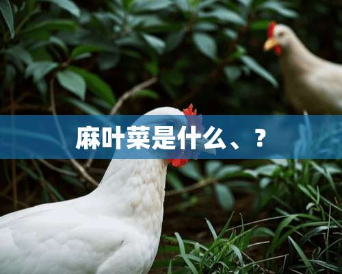 麻叶菜是什么、？