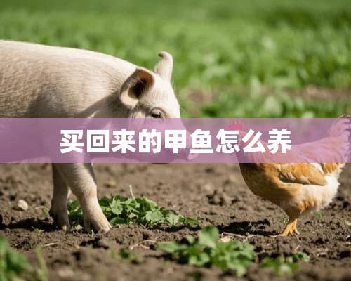 买回来的甲鱼怎么养